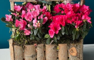 479707995_1134663851784815_4166337771506816890_n