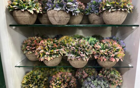 480803546_9036432879811936_3585590744567283544_n