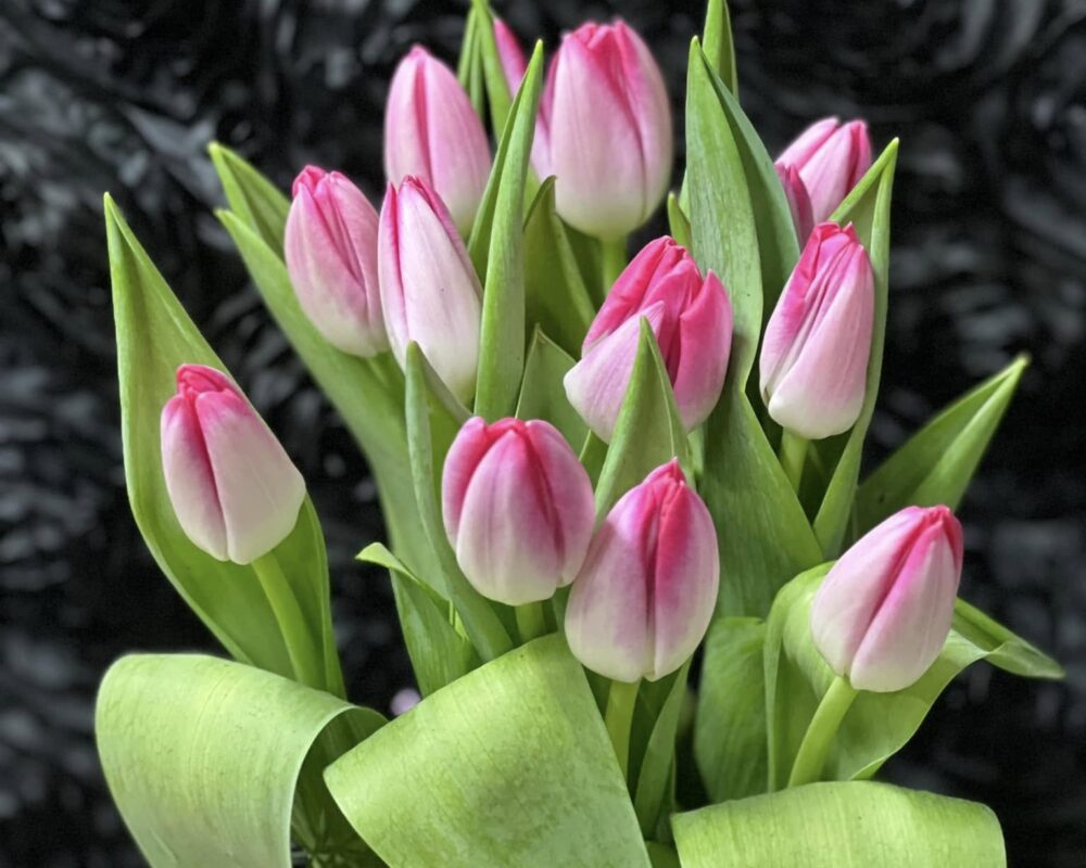 484181508_1158588819392318_6587171993833410404_n