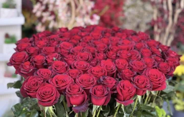 485157491_1157560052828528_5289557011204478991_n